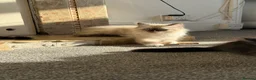 Mixed Breed cats for sale: kittens ready to be loved  - Advert 16