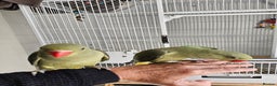 Parakeets birds for sale: alexandrain - Advert 1