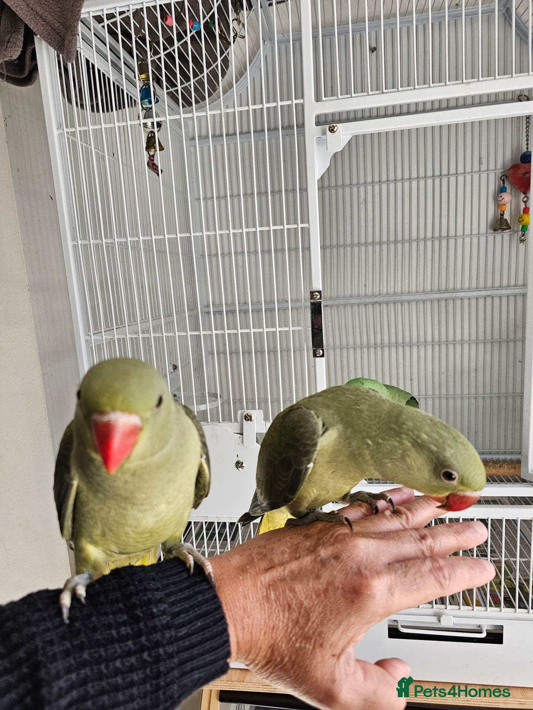 Parakeets birds for sale: alexandrain - Advert 1