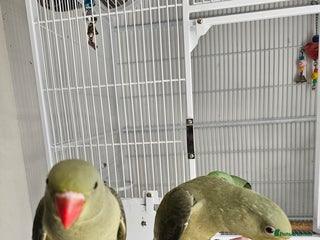 Parakeets birds alexandrain - Advert 1