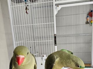 Parakeets birds alexandrain - Advert 21