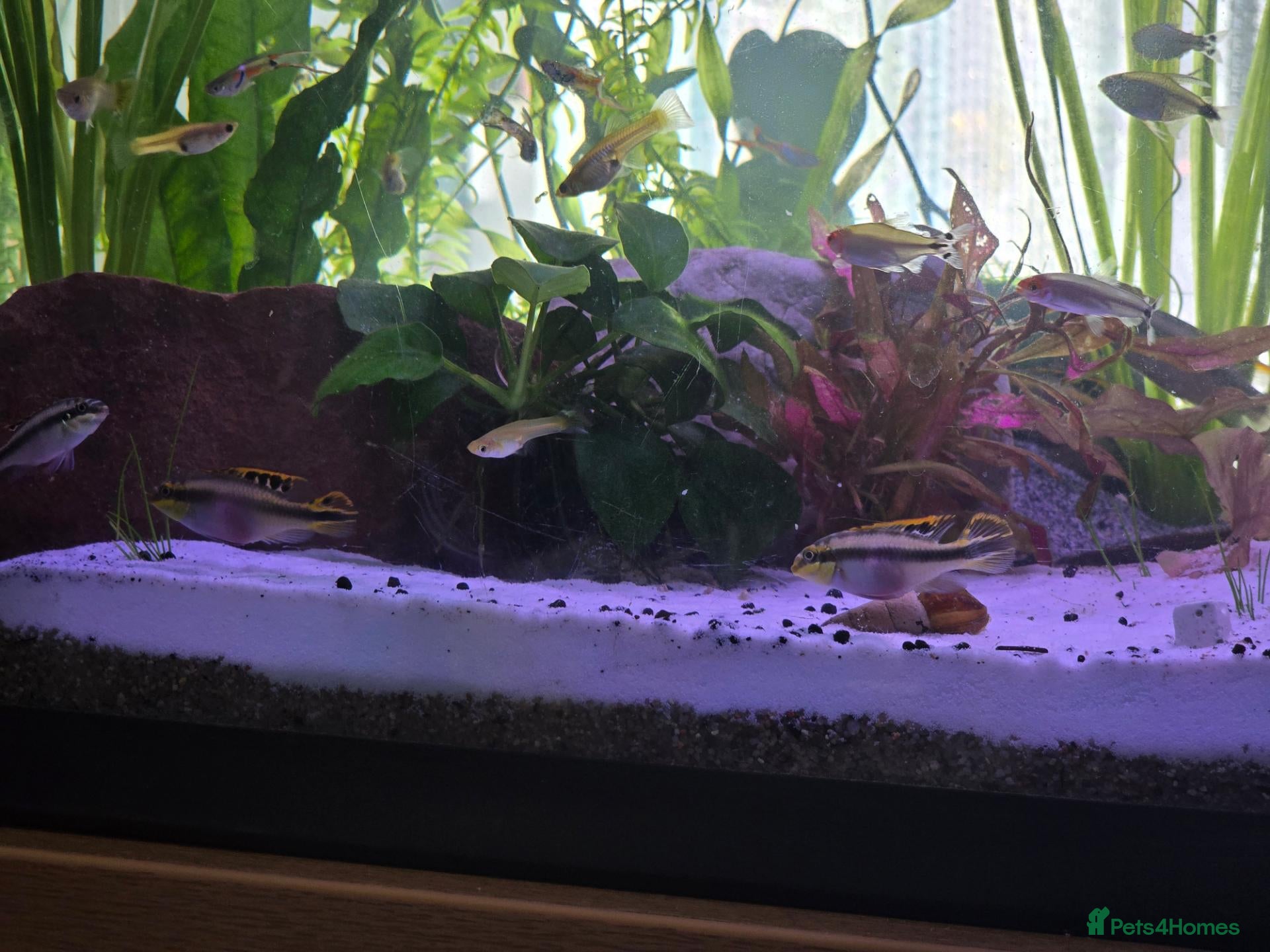 Cichlids fish Kribensis cichild - Advert 7