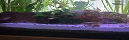 Cichlids fish for sale: Kribensis cichild - Advert 1