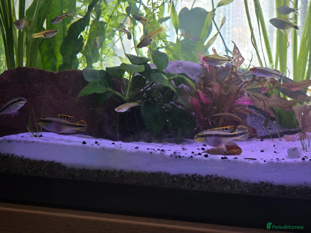 Cichlids fish for sale: Kribensis cichild - Advert 1