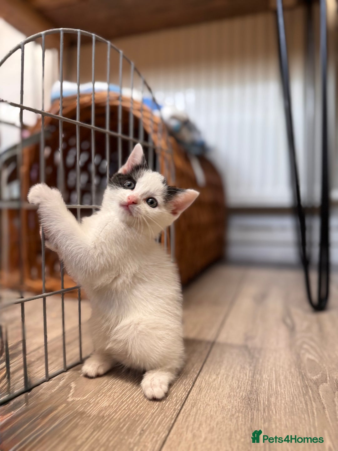 Mixed Breed cats for sale: Mixed breed kittens looking for good forever homes - Image 2