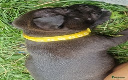 Staffordshire Bull Terrier dogs for sale: Staffordshire Bull Terrier Pups - Image 8