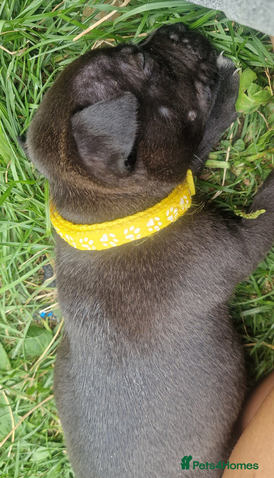 Staffordshire Bull Terrier dogs for sale: Staffordshire Bull Terrier Pups - Image 8