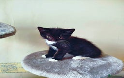 Mixed Breed cats for sale: 6 LOVELY AND BRILLIANT KITTENS LOOKING FOR HOME!!! - Image 3