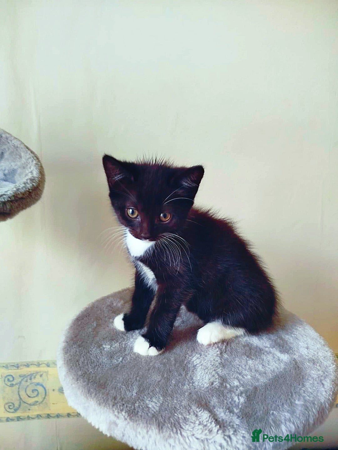 Mixed Breed cats for sale: 6 LOVELY AND BRILLIANT KITTENS LOOKING FOR HOME!!! - Image 3