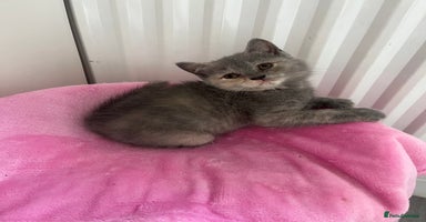 British Shorthair cats - Advert 5