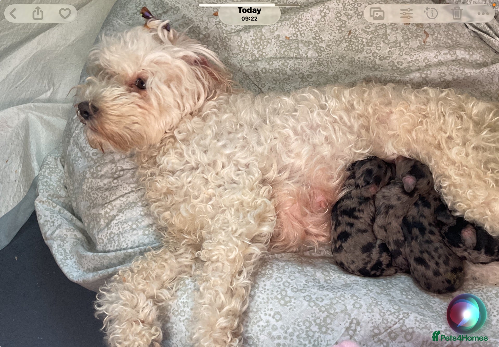 Mixed Breed dogs Mini Dachshund X Irish Doodle (Toy size) - Advert 2
