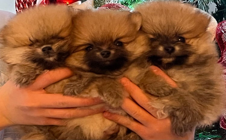 Pomeranian dogs Boy Pomeranians  - Advert 15