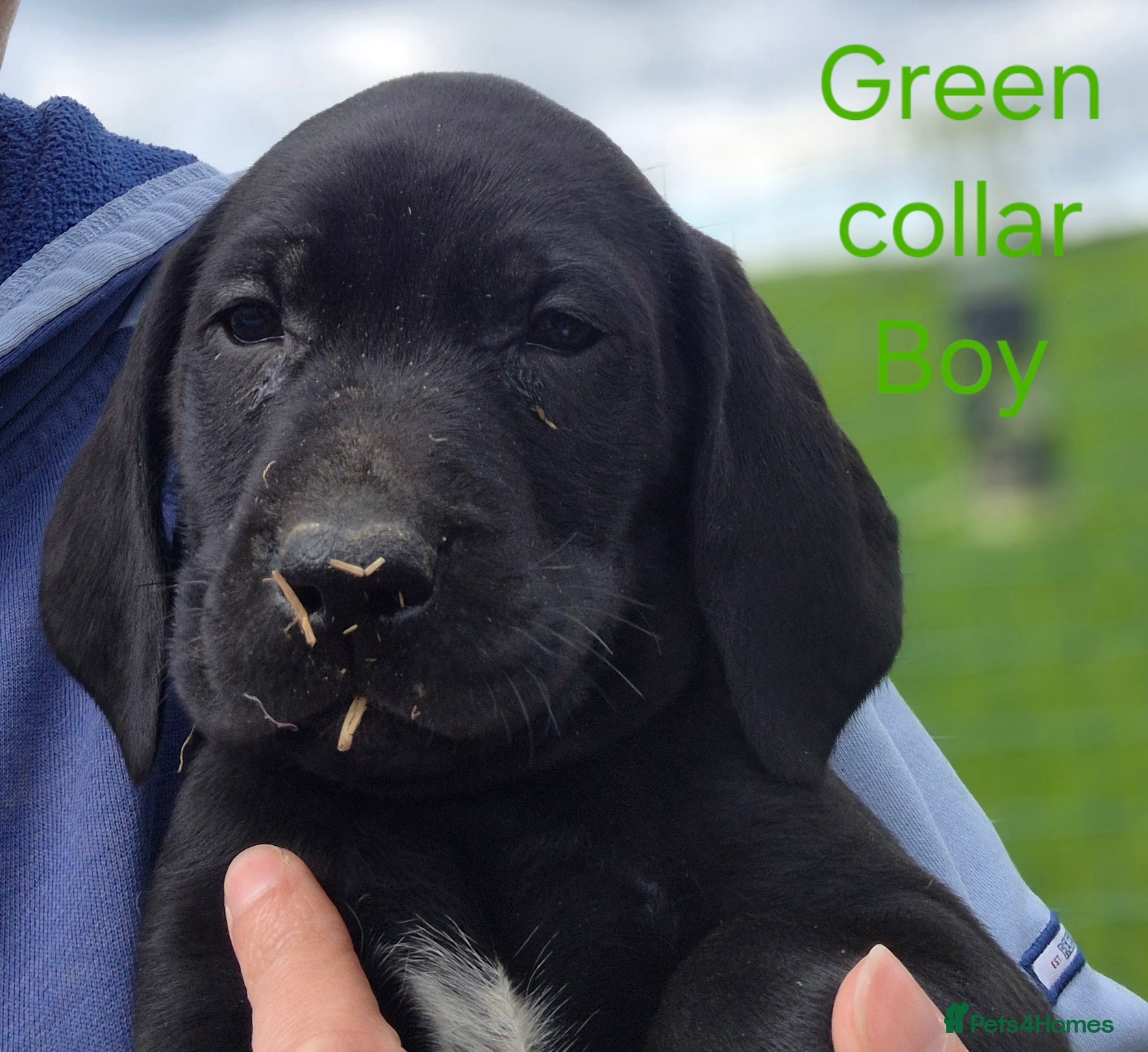 Mixed Breed dogs Pointador's (Lab x GSP) - Advert 5