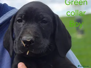 Mixed Breed dogs Pointador's (Lab x GSP) - Advert 4