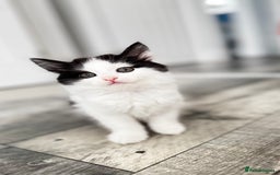 Domestic Shorthair cats for sale: Beautiful and adorable kittens for sale☺️ - Image 7