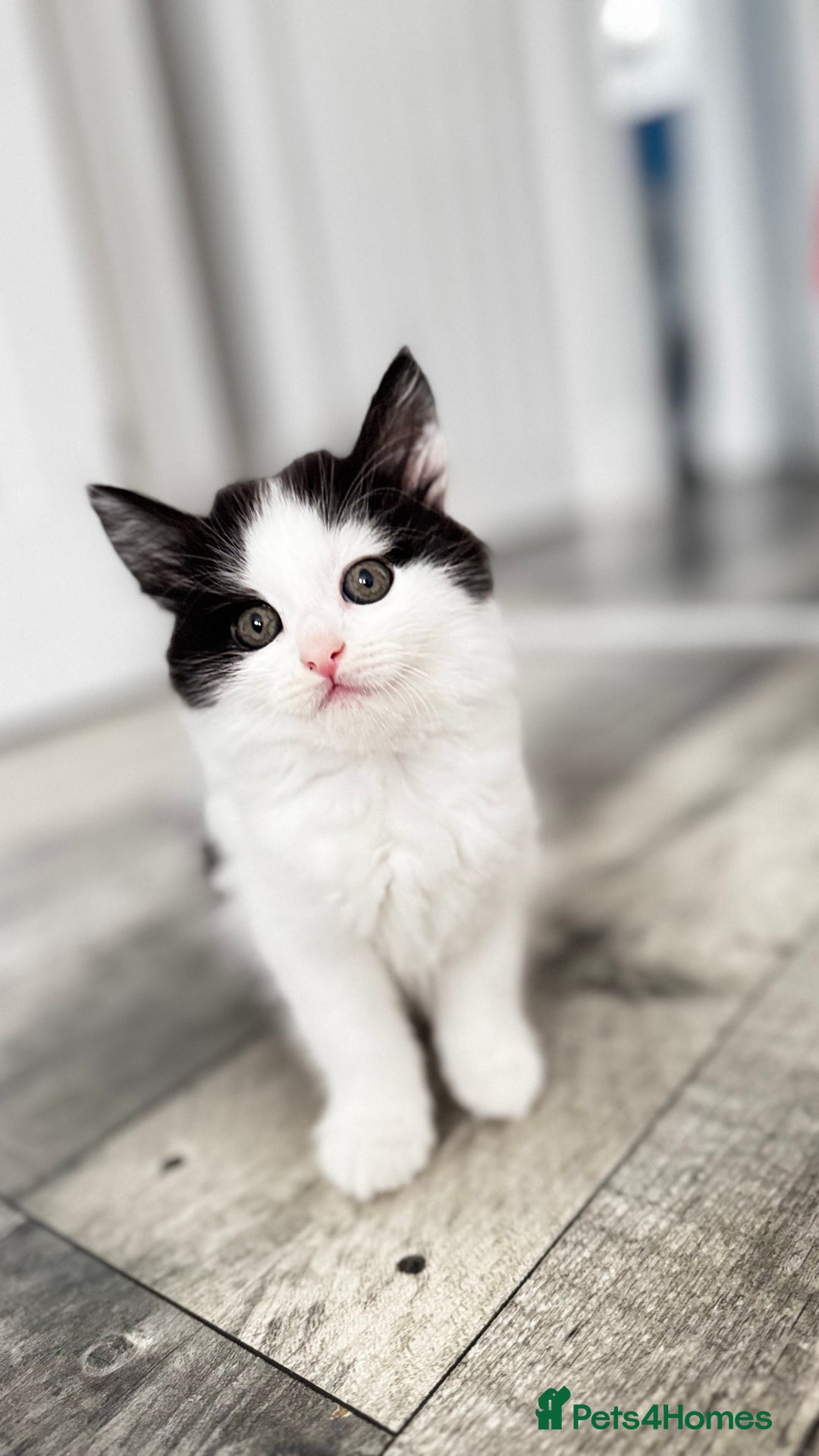 Domestic Shorthair cats for sale: Beautiful and adorable kittens for sale☺️ - Image 7
