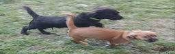 Mixed Breed dogs for sale: 2 pups left  - Advert 4