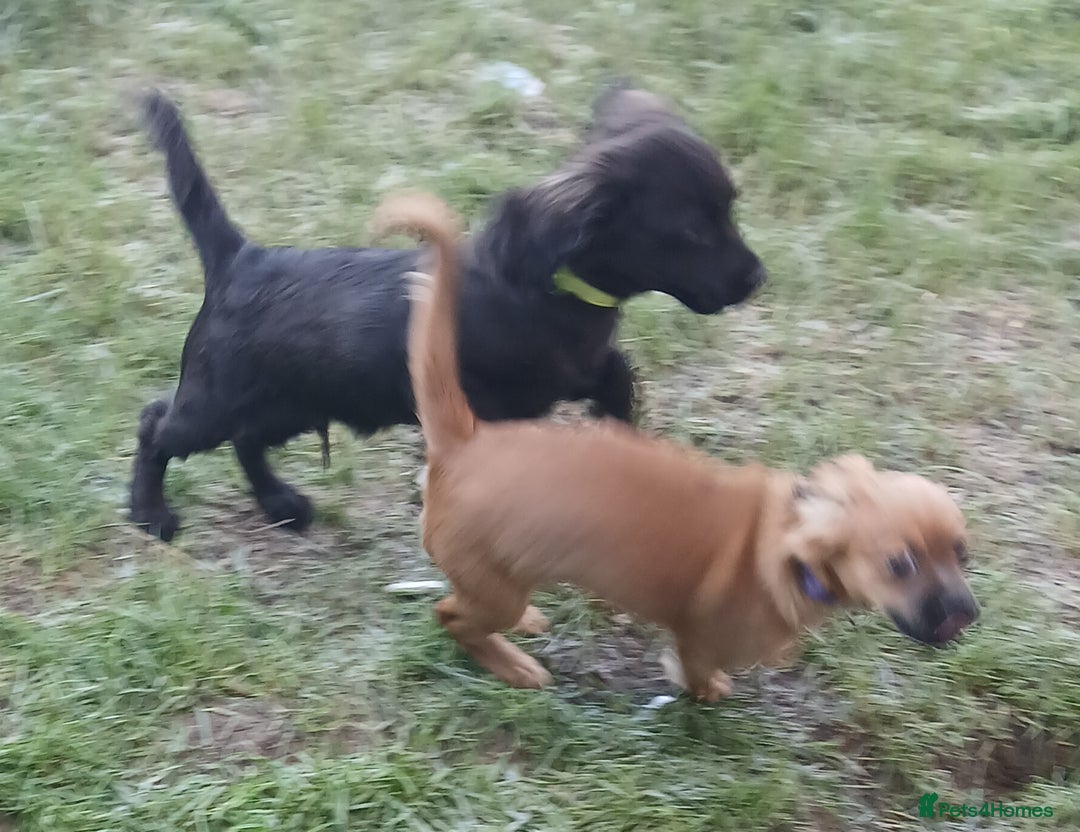 Mixed Breed dogs for sale: 2 pups left  - Advert 4