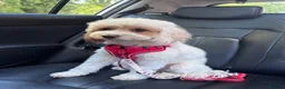 Cavapoo dogs for sale: Beautiful Cavapoo Puppies - Advert 10