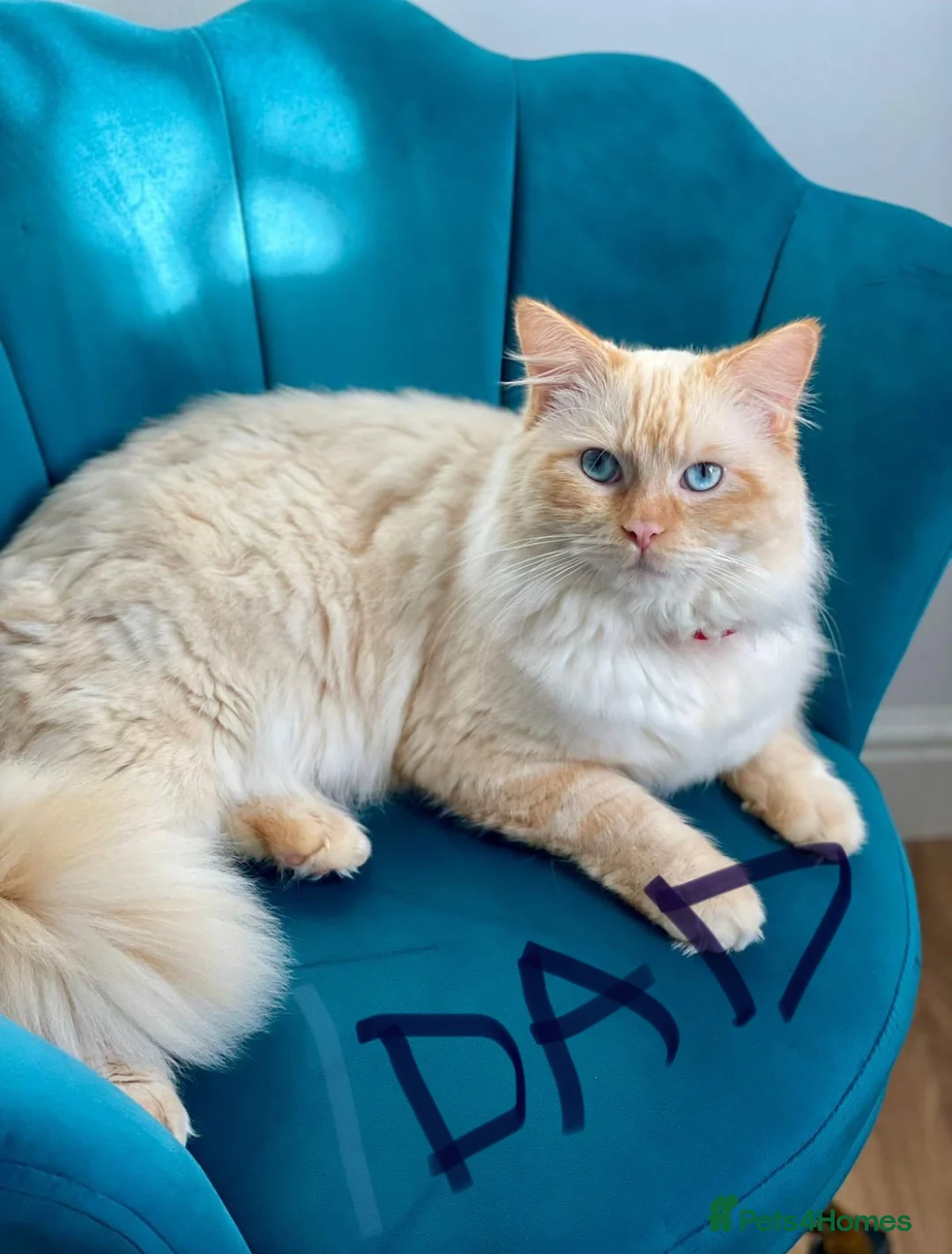 Mixed Breed cats for sale: Half-Ragdoll Kittens for Sale ❤️ - Advert 19