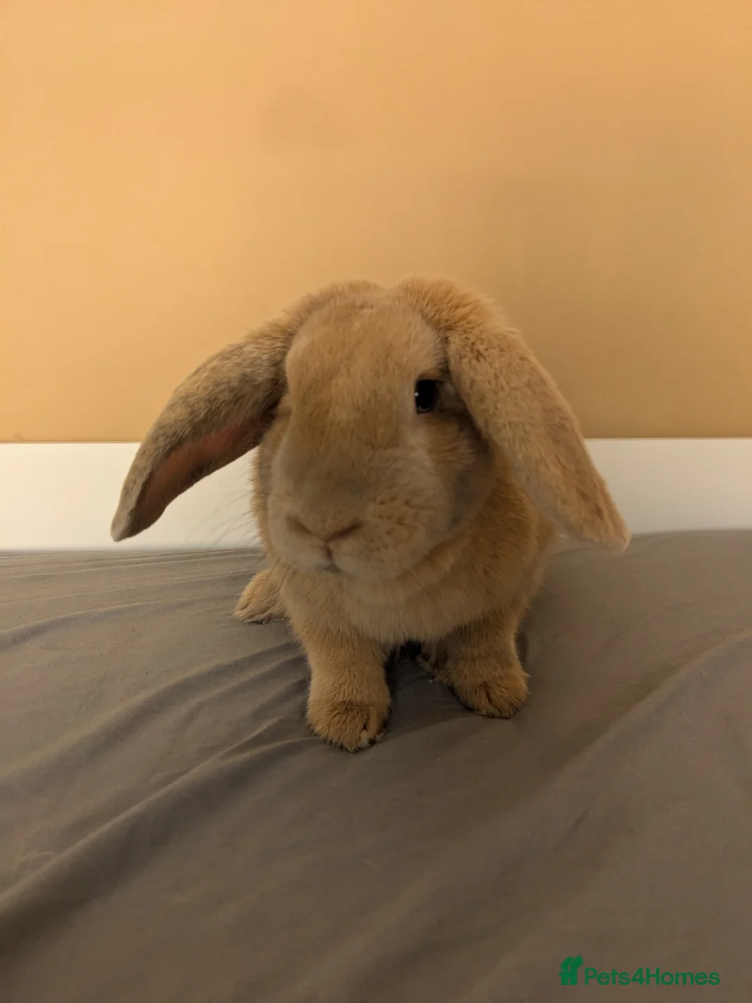 Mini Lop rabbits for sale: 1 year old buck in Bedworth - Advert 4