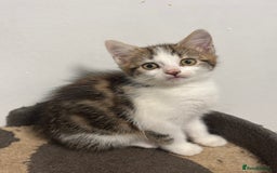 Mixed Breed cats for sale: 3 Beautiful Kittens  - Image 6