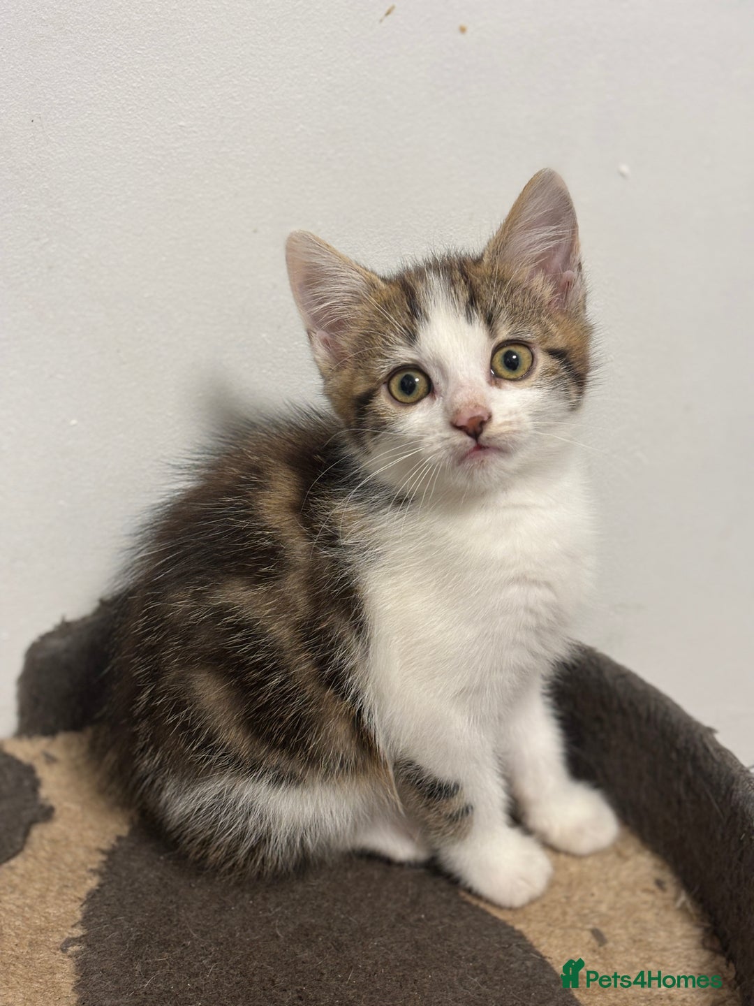 Mixed Breed cats for sale: 3 Beautiful Kittens  - Image 6