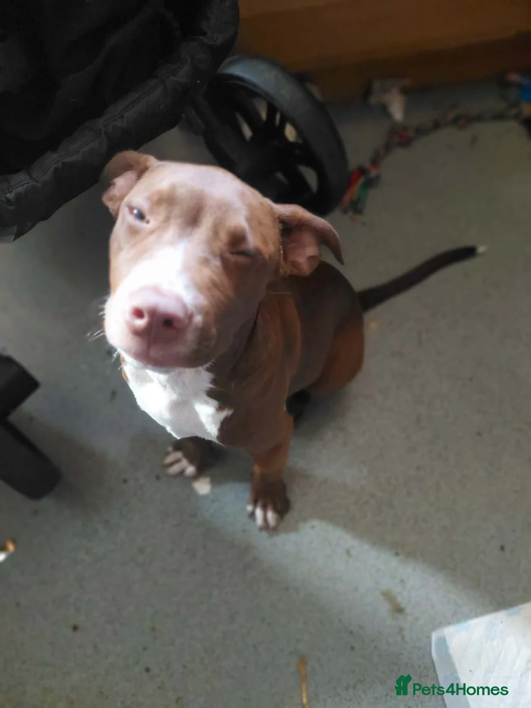 Mixed Breed dogs for sale: Bully x American bulldog pup in Porth - Advert 2