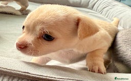 Chihuahua dogs for sale: 5 gorgeous chihuahua pups - viewings start 23/08 - Image 15