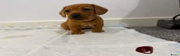 Dachshund dogs for sale: 7x daschund puppies  - Advert 8