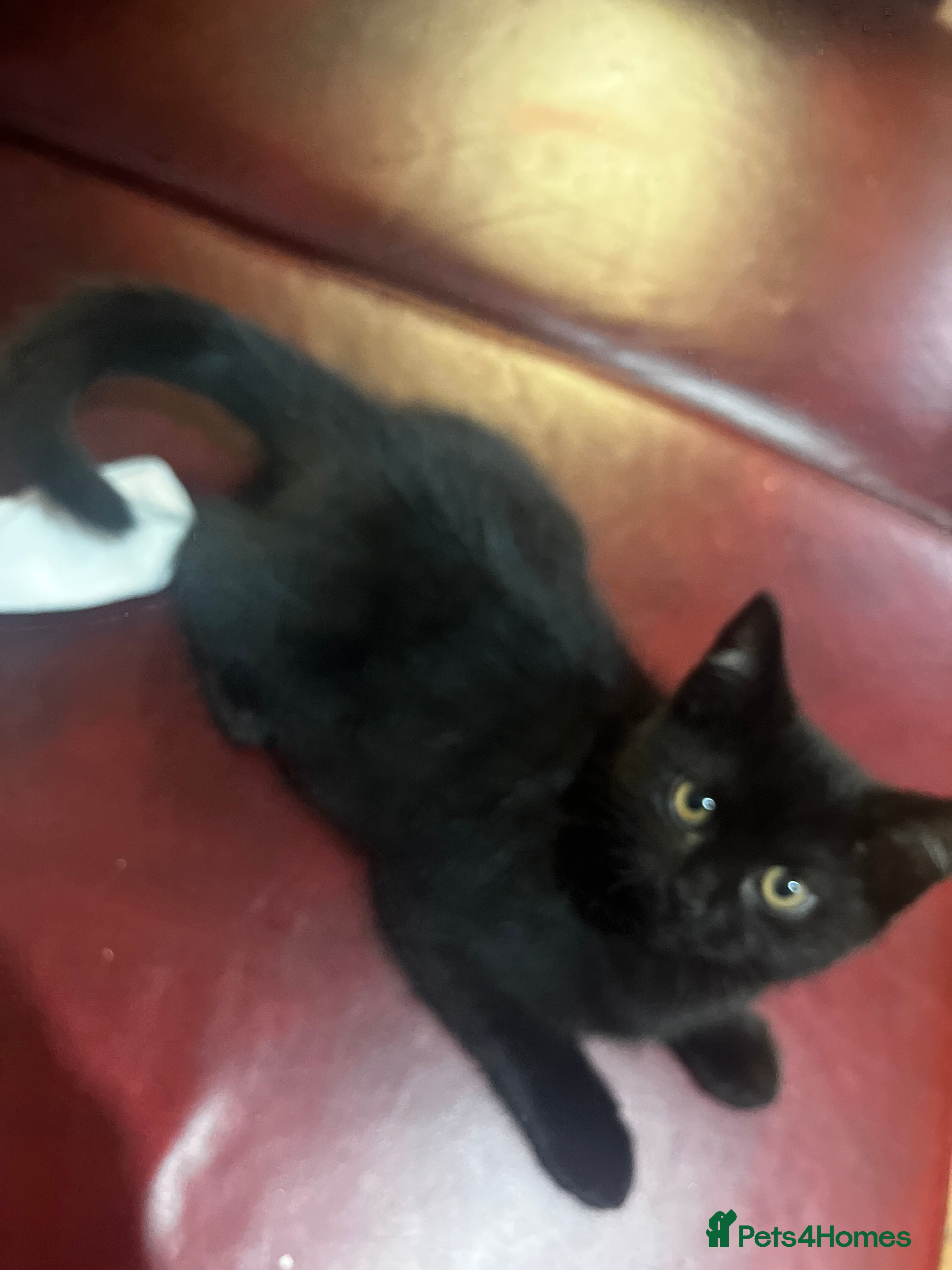 British Shorthair cats 1 kitten left  - Advert 5