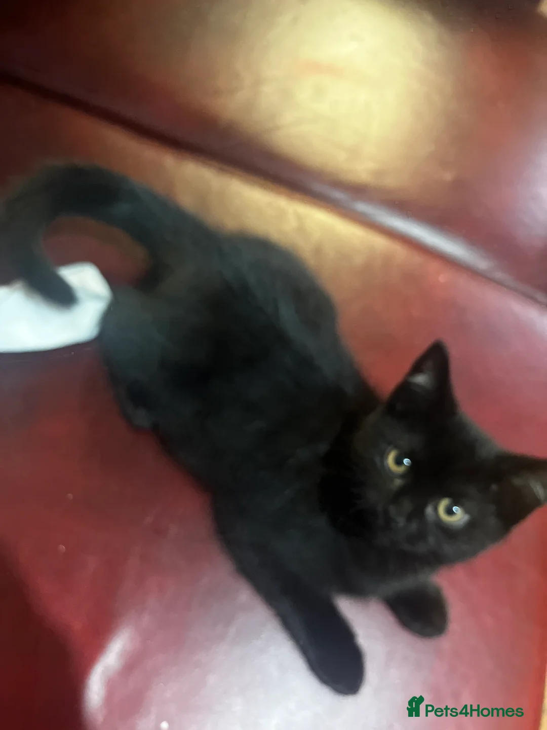 British Shorthair cats for sale: 1 kitten left  - Advert 1