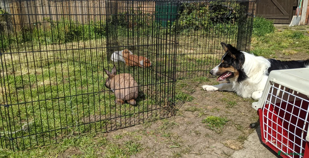 Border Collie dogs for sale: Experienced forever home only  - Advert 17