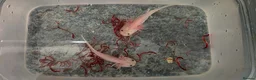 Axolotl reptiles for sale: Axololt Babies - Advert 1