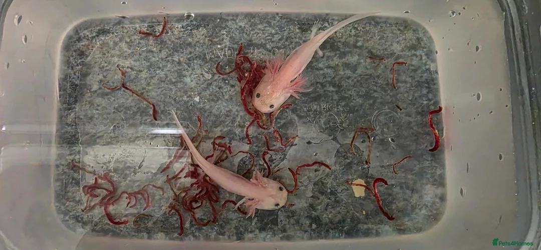 Axolotl reptiles for sale: Axololt Babies - Advert 1