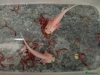 Axolotl reptiles Axololt Babies - Advert 1