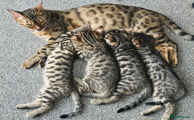 Bengal cats - Advert 1