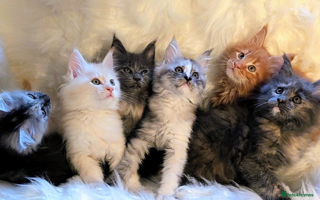 Maine Coon cats for sale: Main Coon kittens for sale  - Advert 1