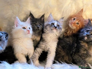 Maine Coon cats for sale: Main Coon kittens for sale - Advert 1
