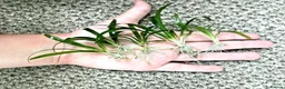 Catfish fish for sale: Aquarium fish, shrimp, and plants. WIDE selection - Advert 4
