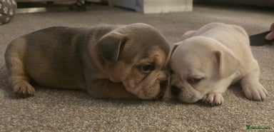 French Bulldog dogs - Advert 1