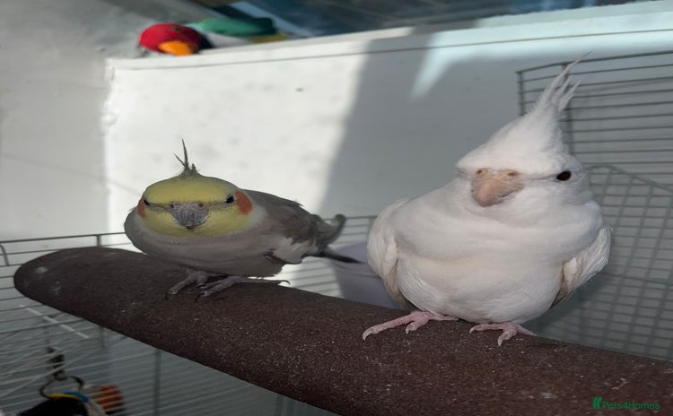 Cockatiels birds - Advert 1