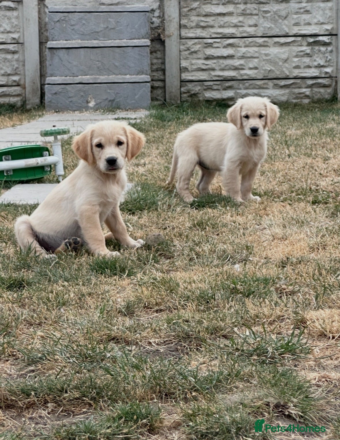 Golden Retriever dogs Stunning golden retrievers  - Advert 14
