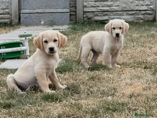 Golden Retriever dogs Stunning golden retrievers - Advert 12