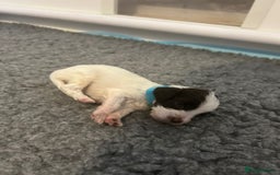English Springer Spaniel dogs for sale: Adorable Springer Spaniel Puppies - Image 18