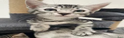 Bengal cats for sale: Bengal X Ready NOW - Advert 9