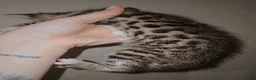 Bengal cats for sale: Savannah x bengal ONE MALE LEFT - Advert 13