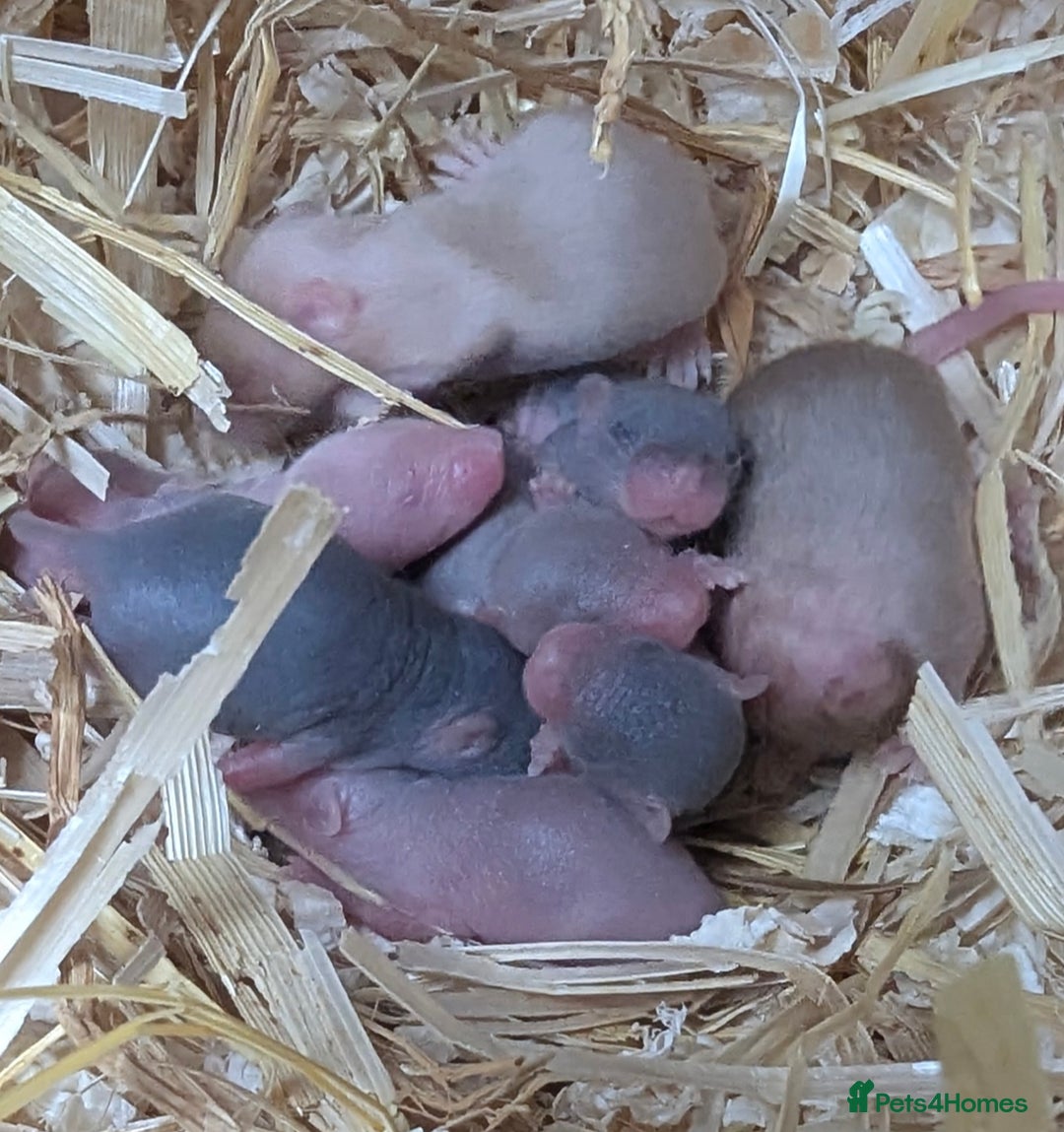 Rat rodents for sale: Fancy,Dumbo,Siamese & Rex ( NEW LITTERS AVAILABLE) - Image 9