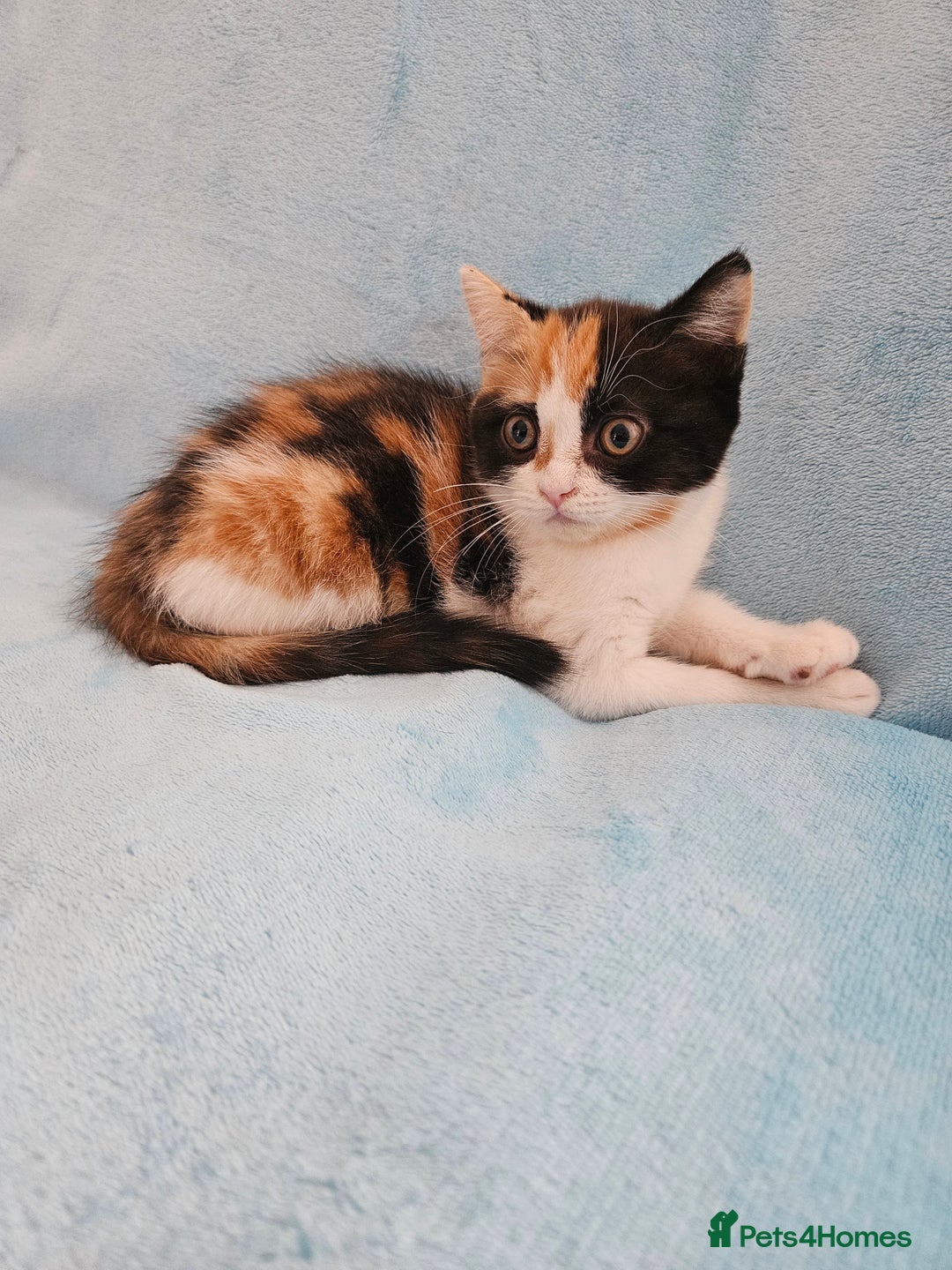 Scottish Fold cats for sale: Adorable Scottish fold Straight Ears Kittens - Image 21
