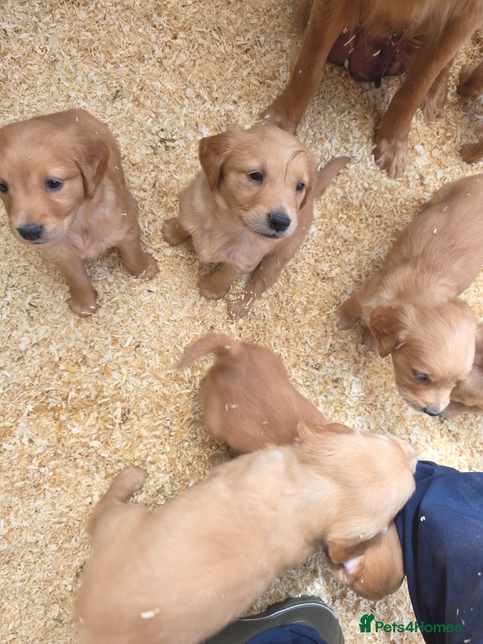 Golden Retriever dogs for sale: Kc registered dark red pups - Advert 1
